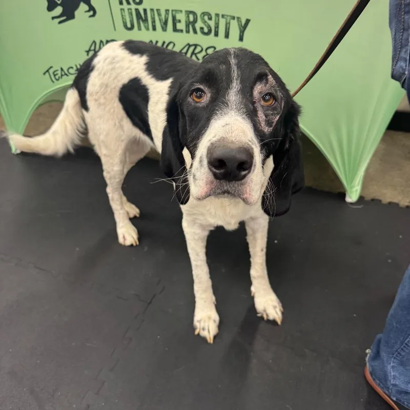 An adult medium-sized female Coonhound dog named Curly for adoption in North Bend, OR