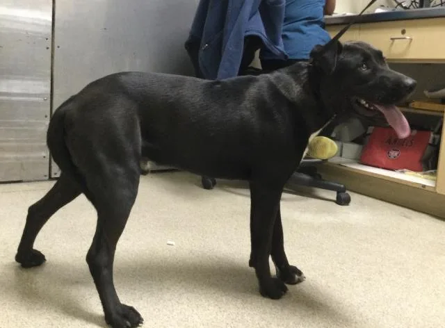 A young large-sized male Pit Bull Terrier dog named Marco for adoption in Riverside, CA