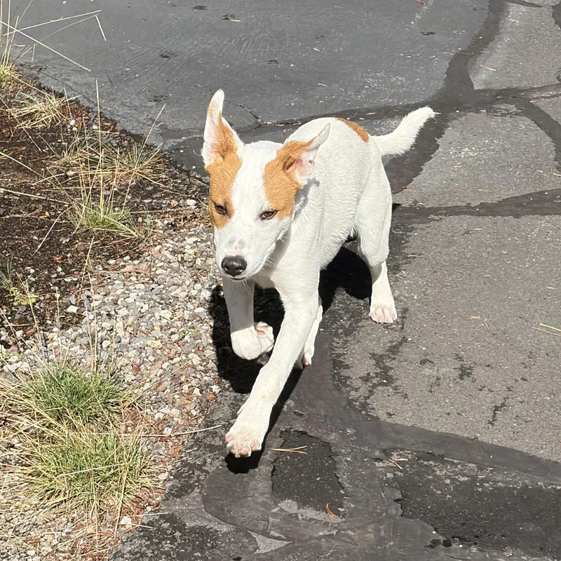 A baby medium-sized male Red / Chestnut / Orange Australian Cattle Dog / Blue Heeler dog named Flapjack for adoption in Bend, OR