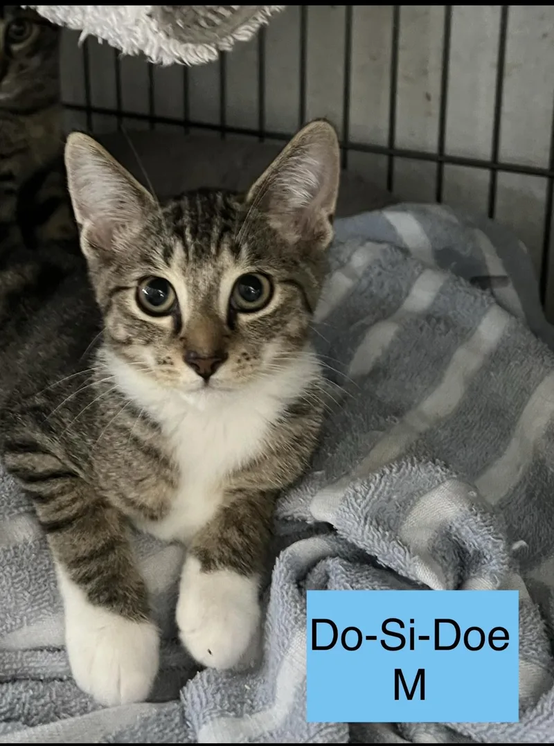 A baby small-sized male Domestic Short Hair cat named Do Si Doe for adoption in Sneads Ferry, NC