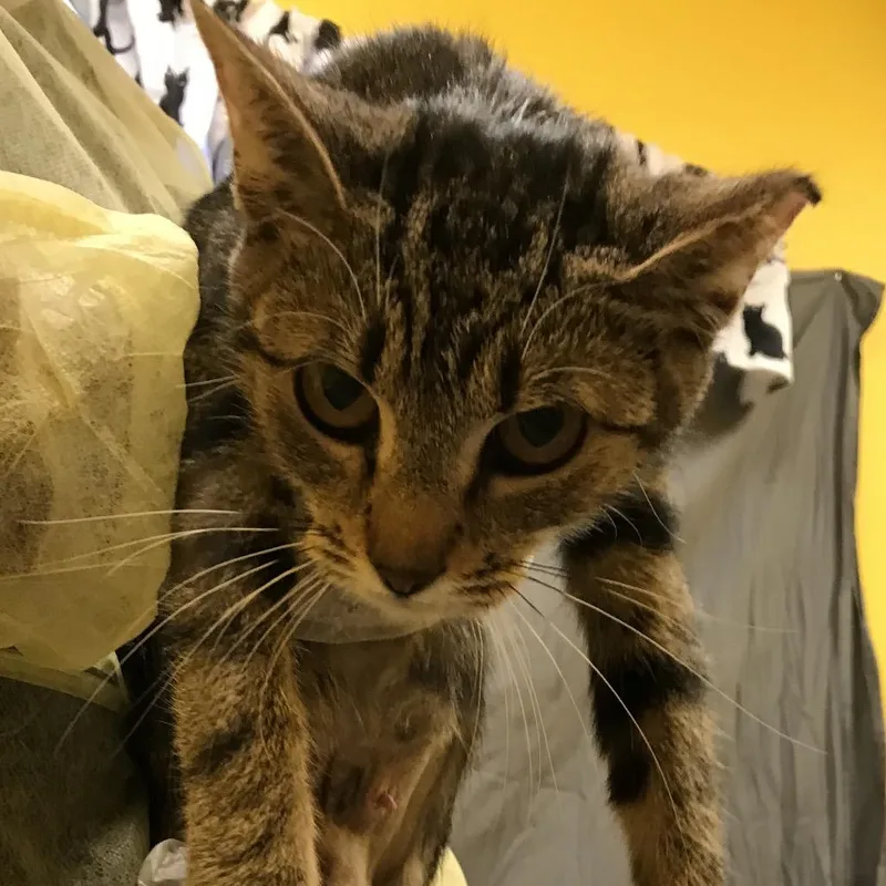 A young medium-sized female Gray / Blue / Silver Domestic Short Hair cat named Lily for adoption in Newark, NJ