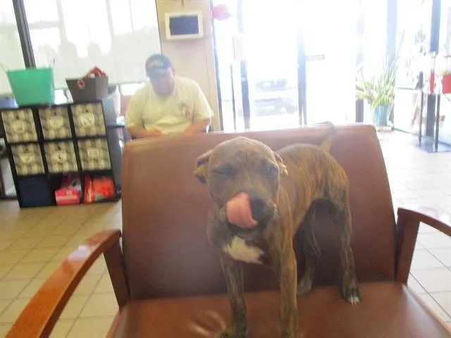 A baby small-sized male Black Mouth Cur dog named Bruno for adoption in Ocala, FL