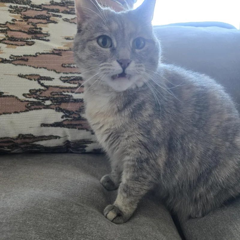 An adult large-sized female Dilute Calico Dilute Tortoiseshell cat named Butters for adoption in Reeseville, WI