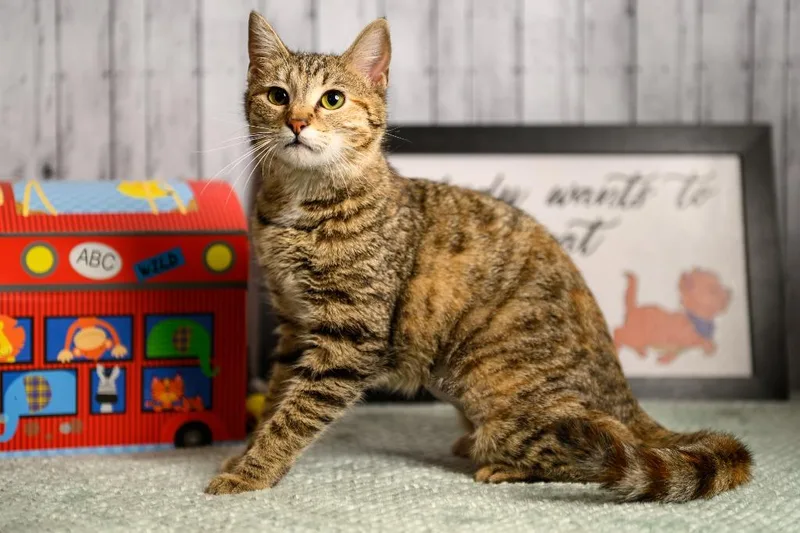 Lucky Lucy thumbnail 2