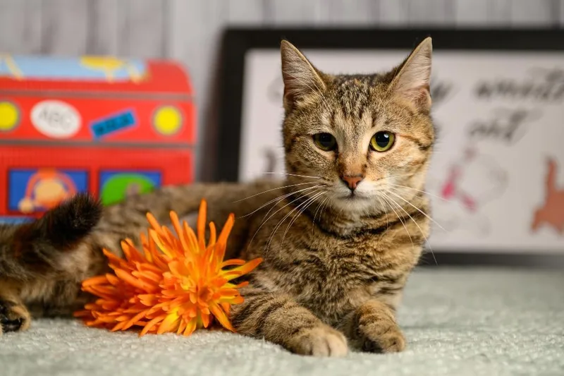 Lucky Lucy thumbnail 3