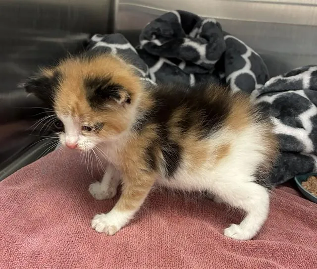 A baby small-sized female Domestic Short Hair cat named Seraphina for adoption in Olivette, MO