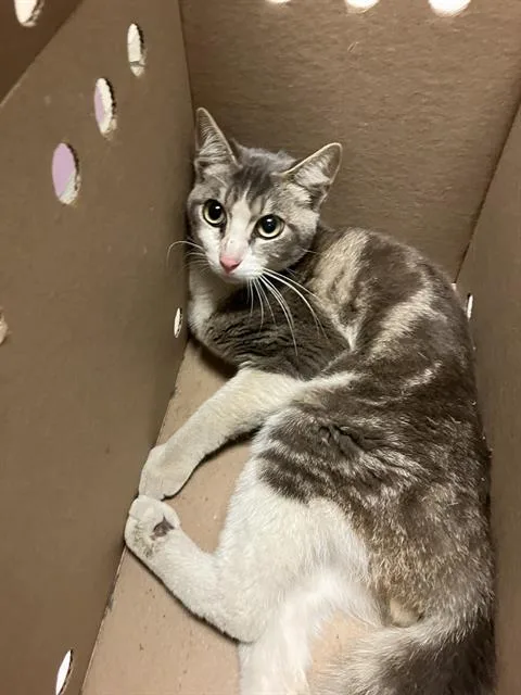 An adult medium-sized male Domestic Short Hair cat named Nerdle for adoption in Long Beach, CA