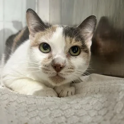 Clementine thumbnail 2