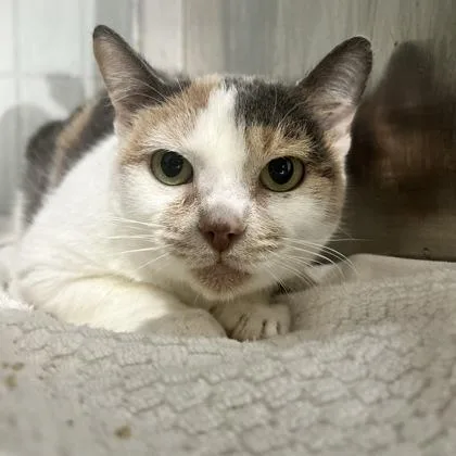 Clementine thumbnail 3