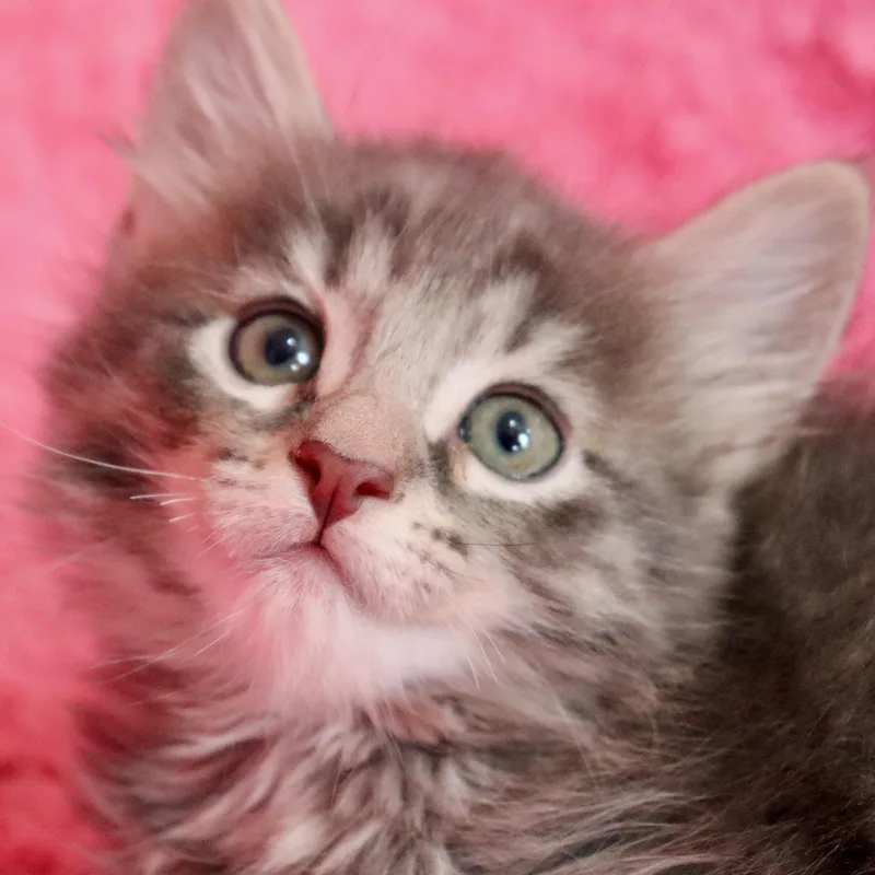 A baby medium-sized female Gray / Blue / Silver Domestic Long Hair cat named Otter for adoption in Saint Augustine, FL