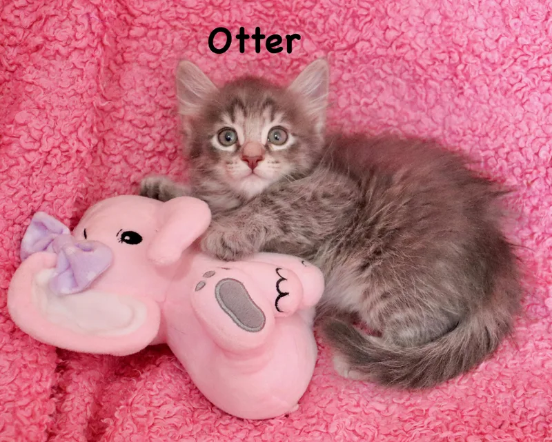 Otter thumbnail 4