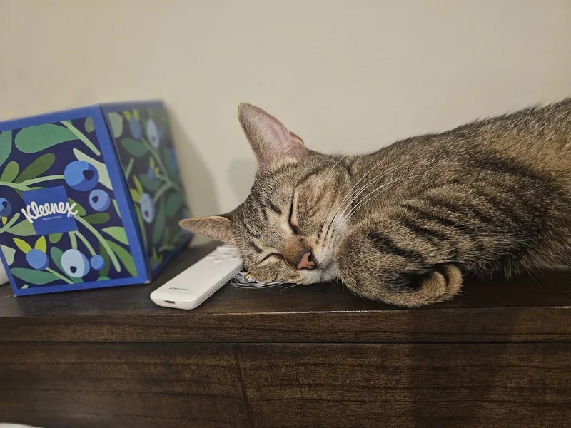 A young medium-sized female Tabby cat named Mahjong for adoption in Northfield, OH