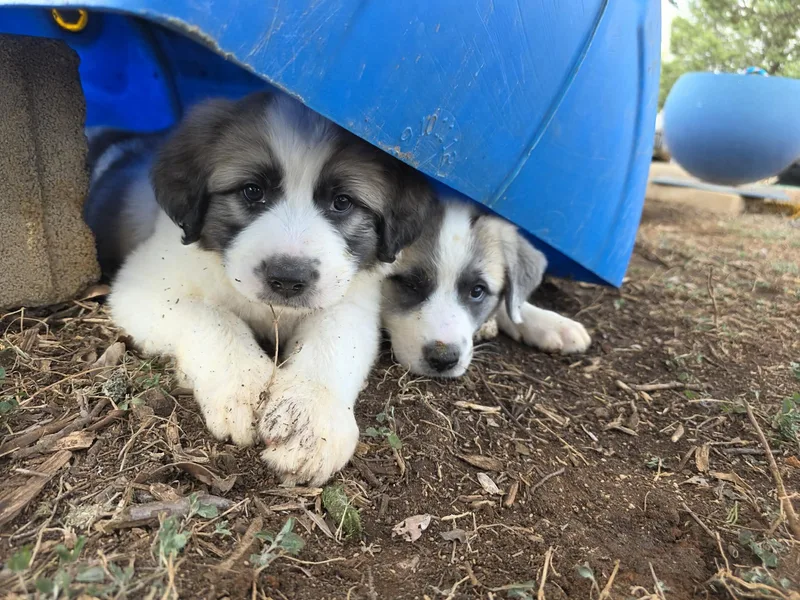 A baby large-sized female Great Pyrenees dog named Spice Atx for adoption in Quinlan, TX