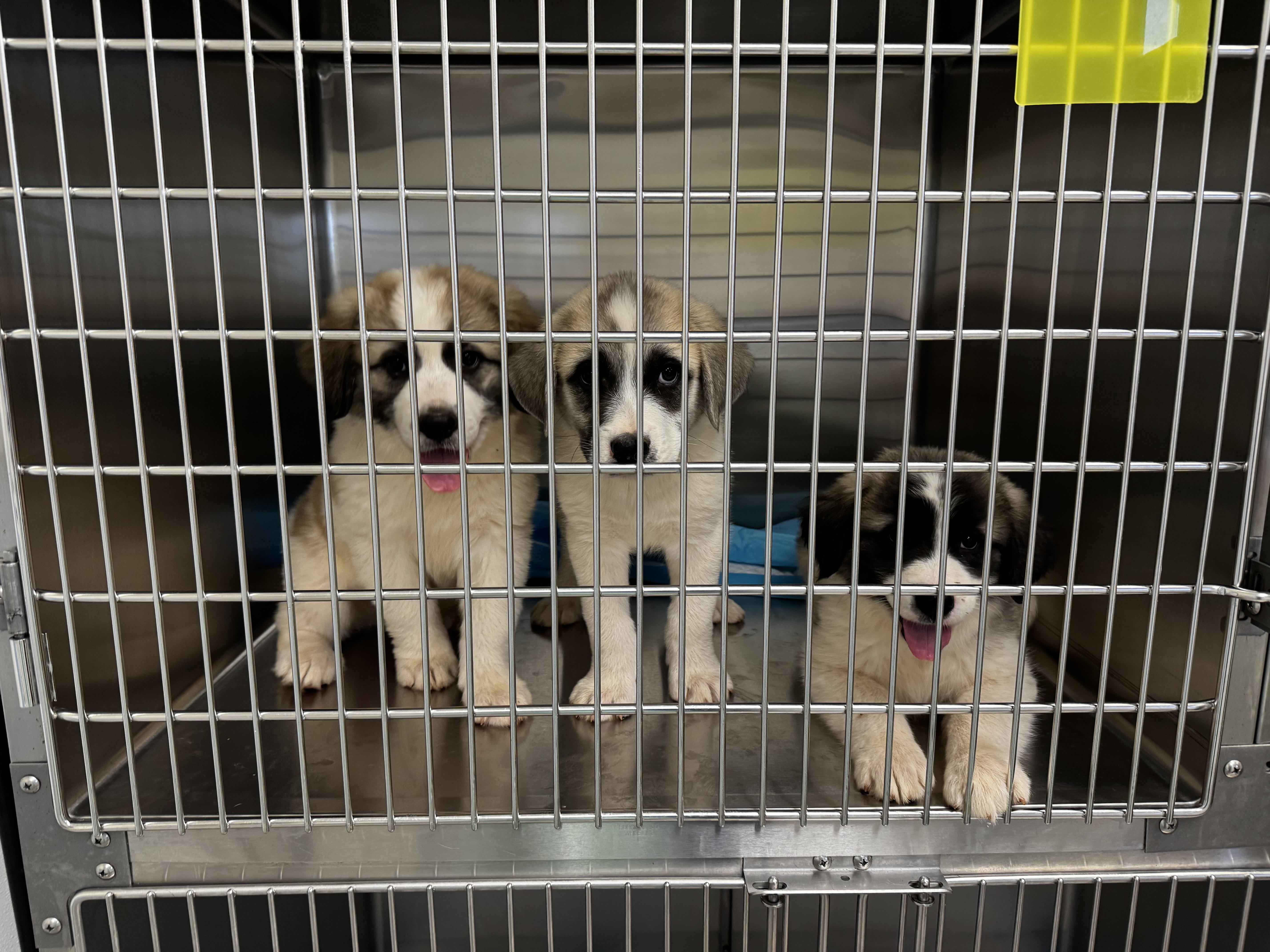 Spice Atx thumbnail 2