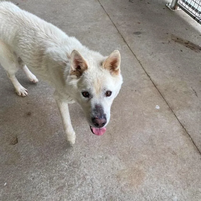 An adult medium-sized male Jindo dog named Jigoo HW+ for adoption in Northbrook, IL