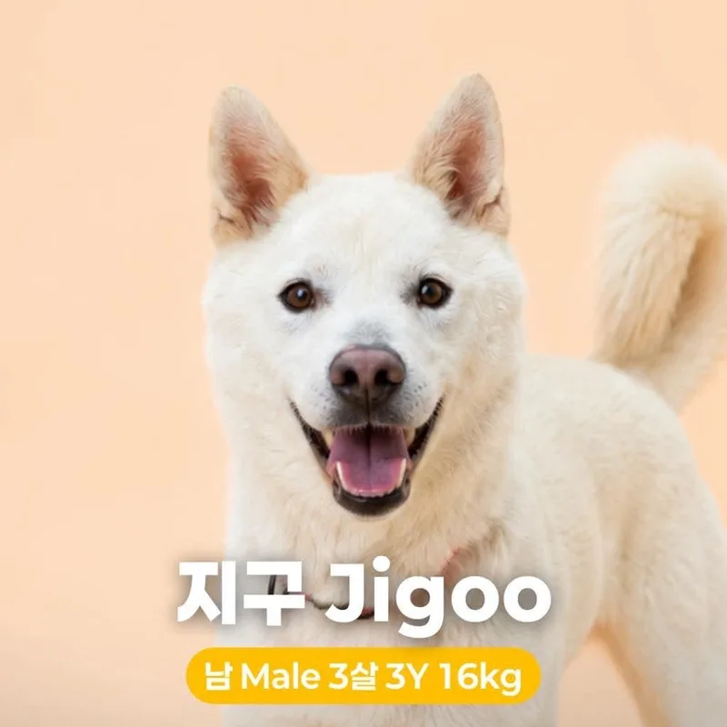 Jigoo HW+ thumbnail 3