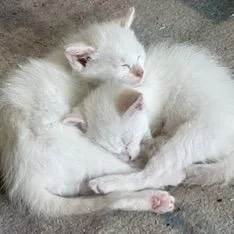 A baby small-sized male White Domestic Short Hair cat named Skims for adoption in Buffalo, MN