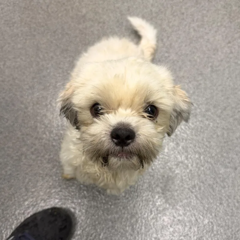 An adult small-sized male Shih Tzu dog named Finn for adoption in Freeport, FL