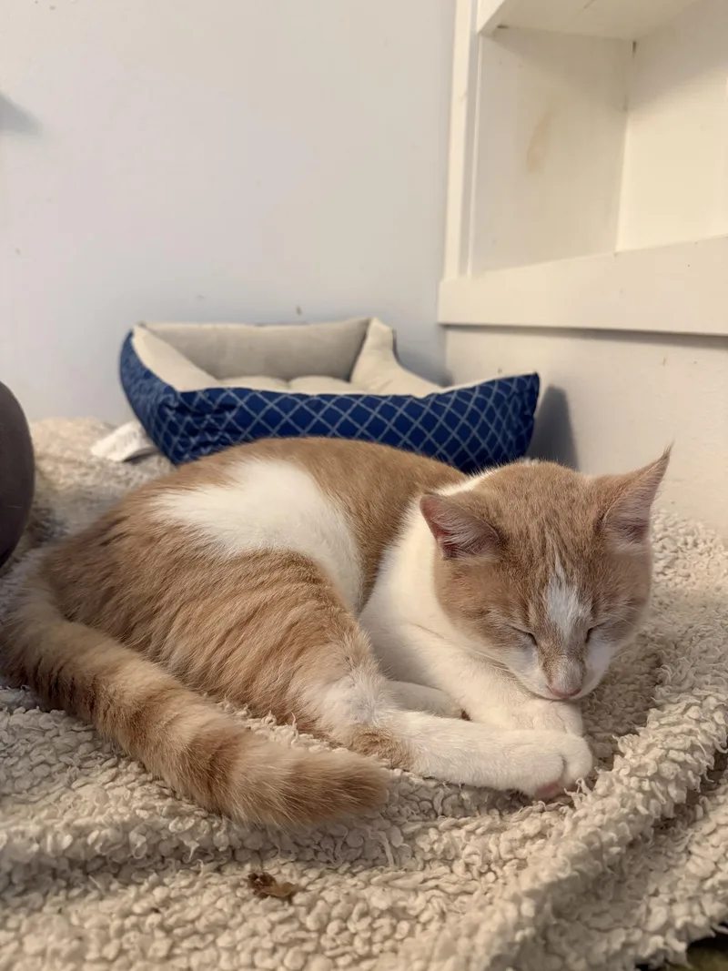 Georgia & Peaches  thumbnail 2