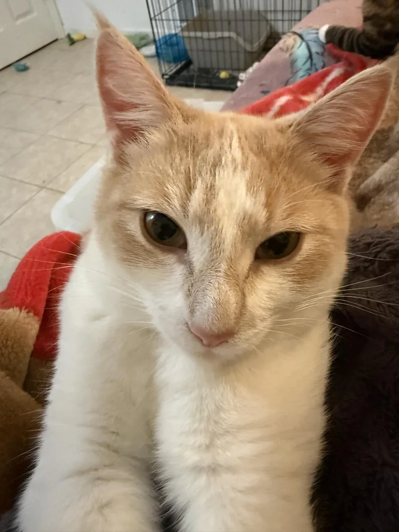 Georgia & Peaches  thumbnail 3