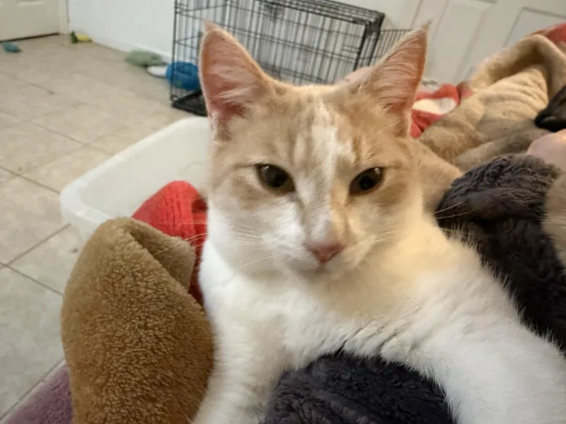 Georgia & Peaches  thumbnail 4