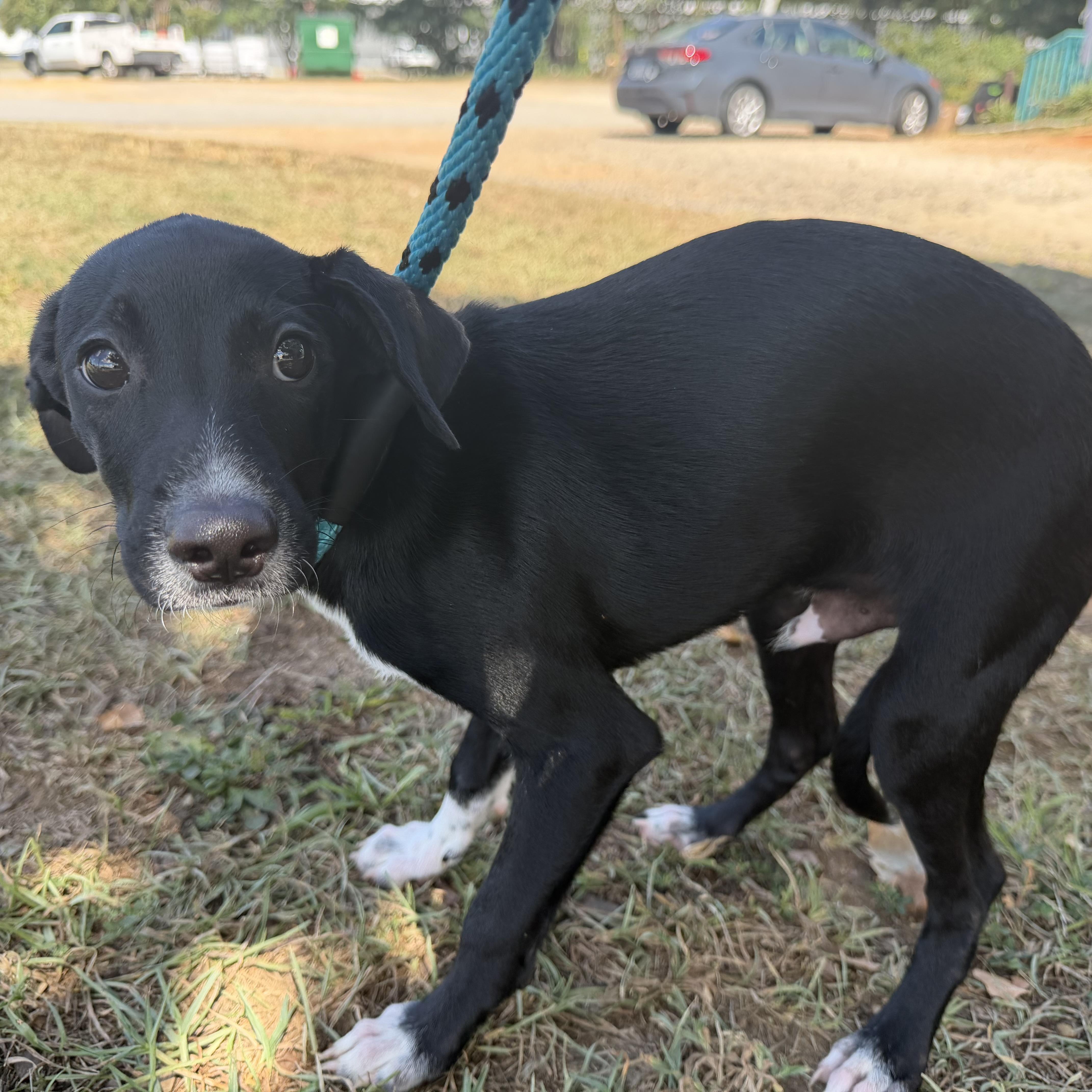 A baby medium-sized male Black Mixed Breed dog named Propane for adoption in Columbia, SC
