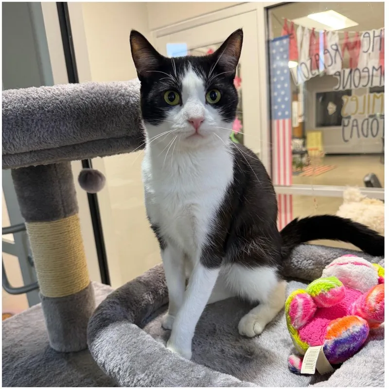 An adult medium-sized male Domestic Short Hair cat named Oswald  Silo for adoption in Pierceton, IN