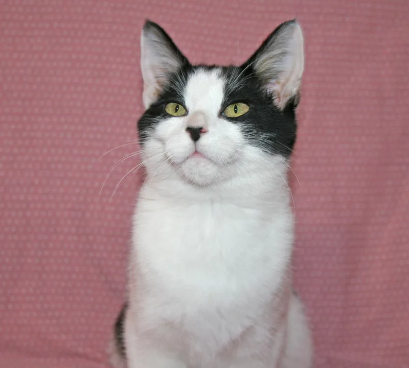 A young medium-sized female White Domestic Short Hair cat named Sylvie for adoption in Victoria, MN
