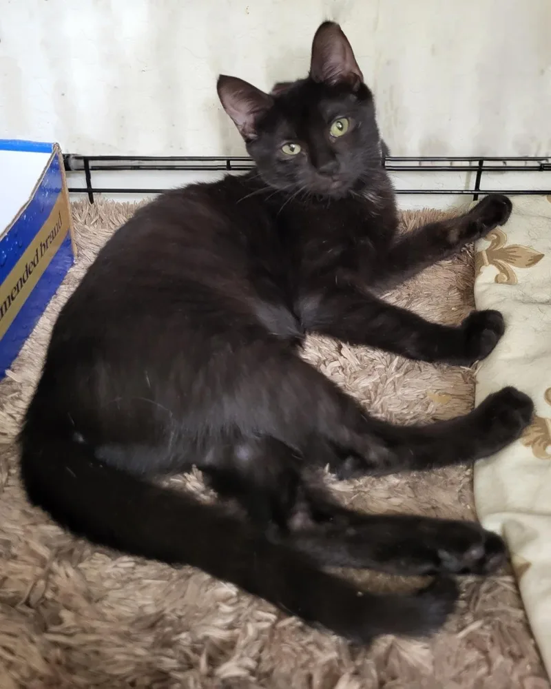 A baby small-sized female Black Domestic Short Hair cat named Guava Berri for adoption in Chandler, AZ