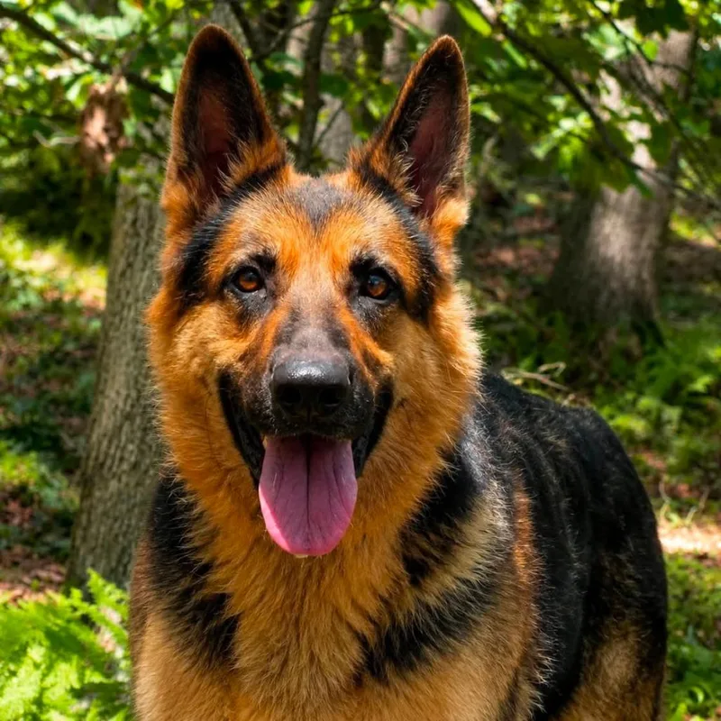 An adult large-sized female Black German Shepherd Dog dog named Lucky for adoption in New Ringgold, PA