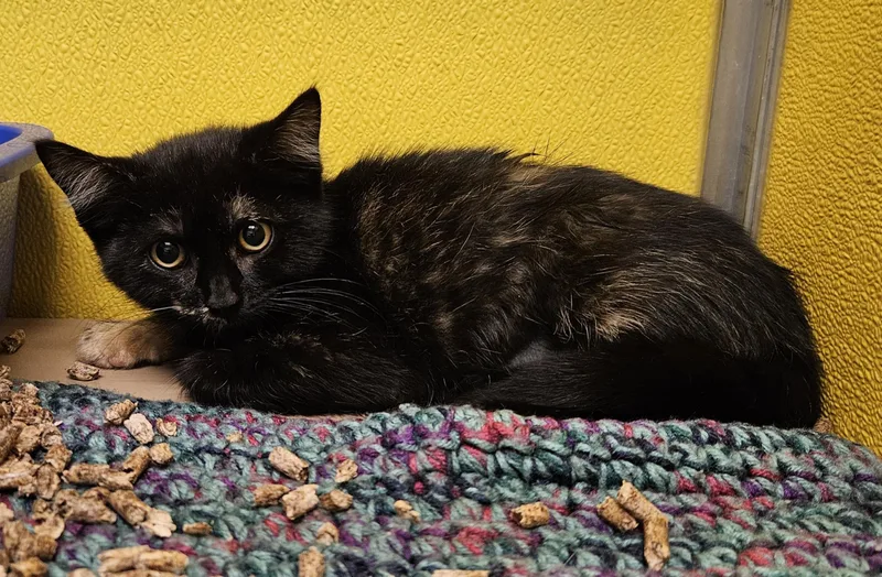 A baby medium-sized female Tortoiseshell Domestic Medium Hair cat named Snickers for adoption in Fall River, MA