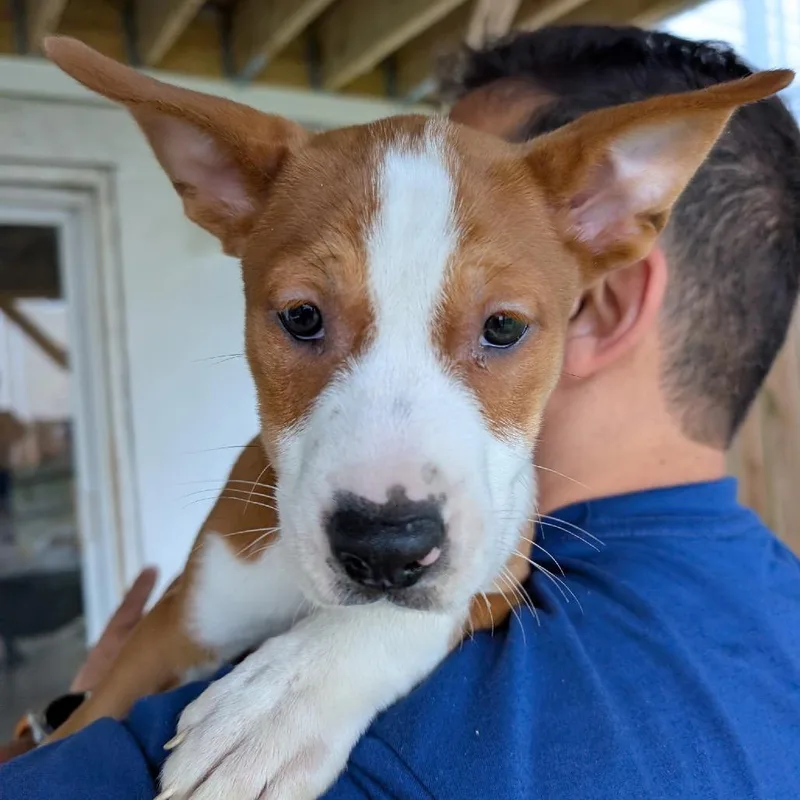 A baby medium-sized female Apricot / Beige Mixed Breed dog named Cheese for adoption in Rockville, MD