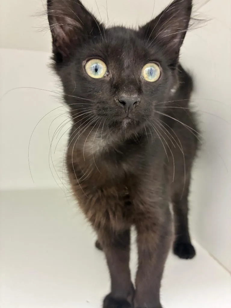 A baby medium-sized male Domestic Short Hair cat named Gnocchi for adoption in Hartsville, SC