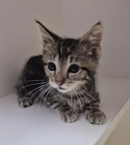 A baby small-sized male Domestic Short Hair cat named Lb for adoption in Decatur, IL