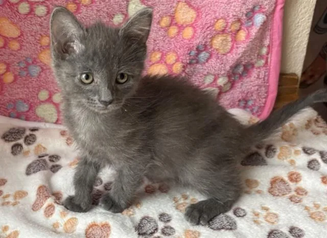 A baby small-sized female Domestic Short Hair cat named Watermelon for adoption in Colorado Springs, CO