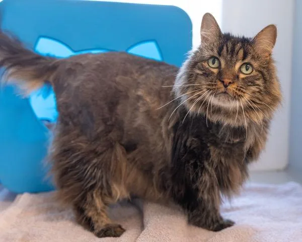 An adult medium-sized female Domestic Long Hair cat named Cheekers for adoption in Leesburg, VA