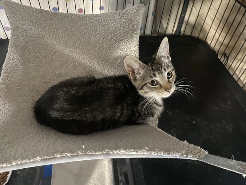 A baby medium-sized female Tabby (Brown / Chocolate) Domestic Short Hair cat named Taro for adoption in Lemoyne, PA