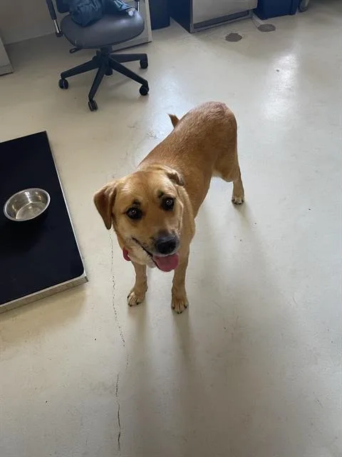 A young large-sized female Labrador Retriever dog named Annabelle for adoption in Santa Cruz, CA