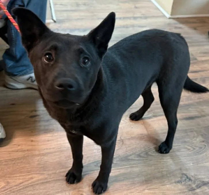 An adult medium-sized female Black Chow Chow dog named Stormy for adoption in Baxter, KY