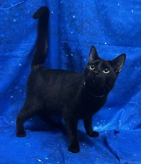 A young medium-sized male Black Domestic Short Hair cat named Nate for adoption in Wetumpka, AL