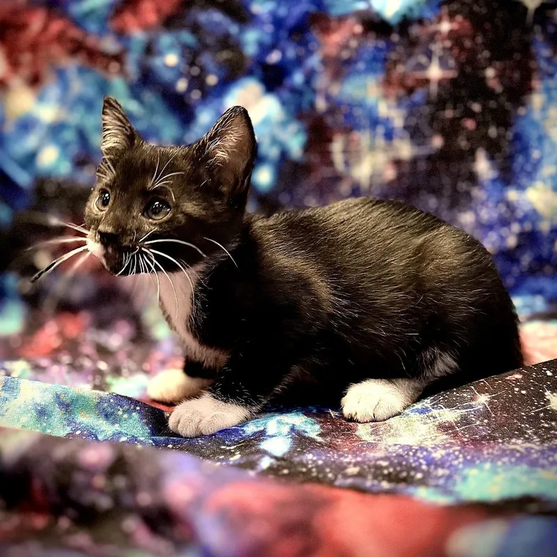 A baby small-sized male Black Domestic Short Hair cat named Cosmo for adoption in Centerville, TN