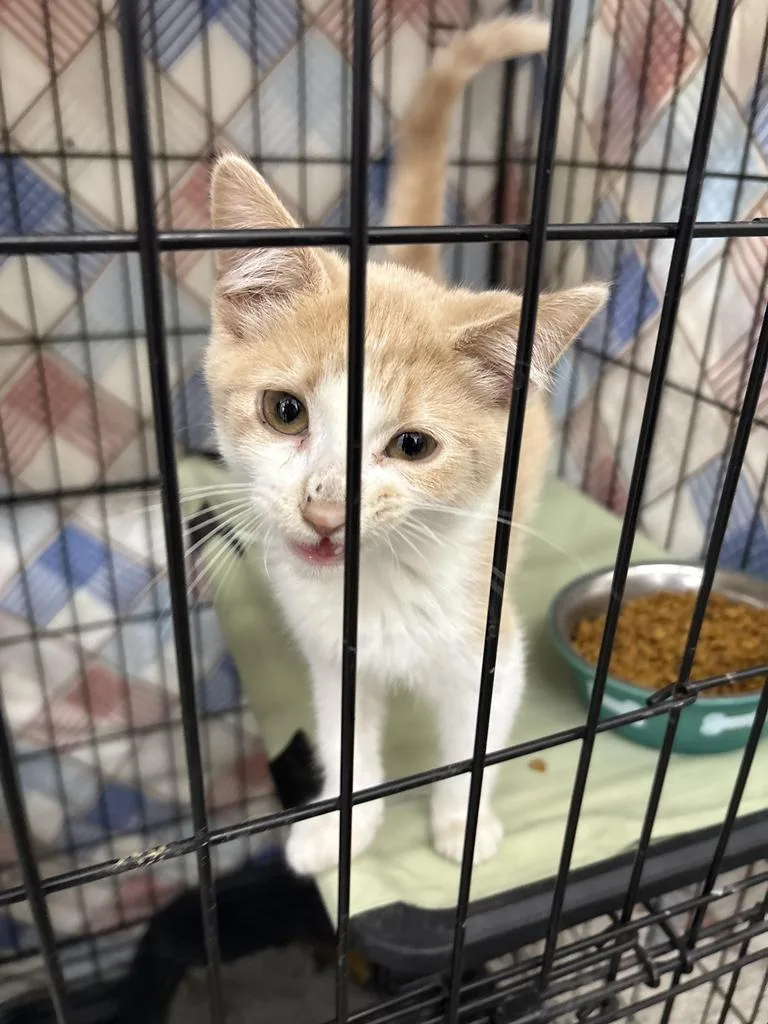 A young medium-sized male Domestic Short Hair cat named Mango for adoption in Black River Falls, WI