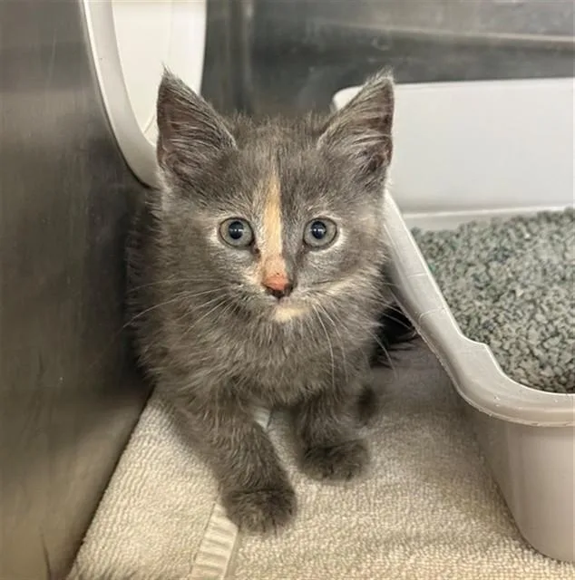 A baby small-sized female Domestic Short Hair cat named Takis for adoption in Conroe, TX