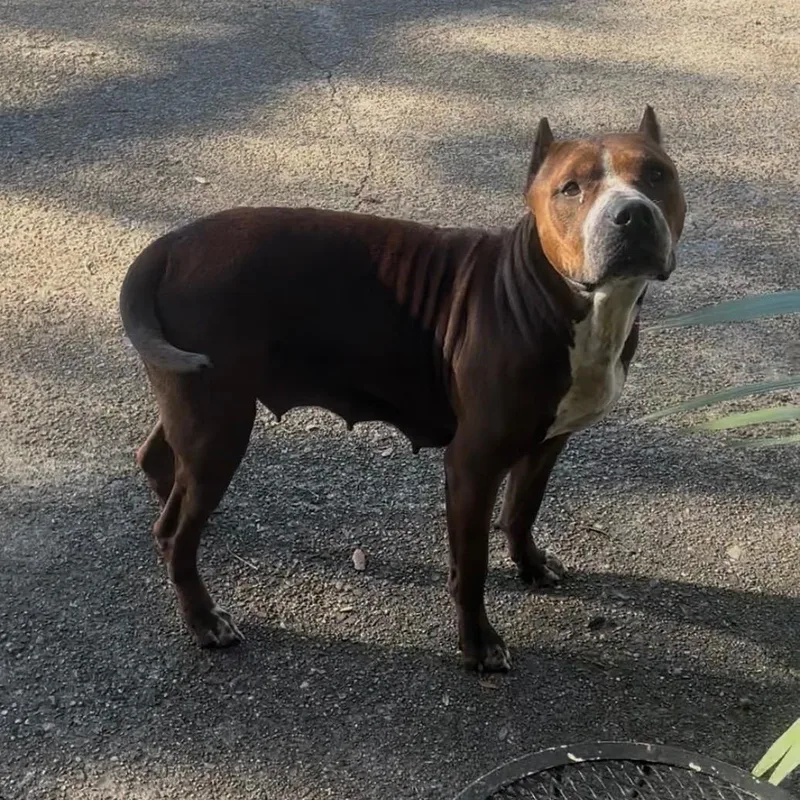 Ruby Girl thumbnail 3