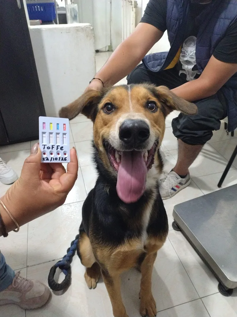 A young medium-sized male American Foxhound dog named Toffee for adoption in Hilton, NY
