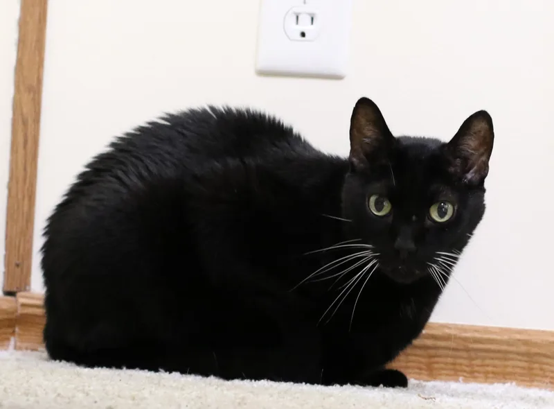 A senior large-sized male Black Domestic Short Hair cat named Harpo for adoption in Palm Coast, FL
