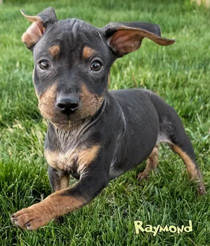 A baby small-sized male Fox Terrier dog named Raymond for adoption in Mason, MI