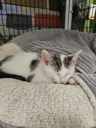 A baby small-sized male Domestic Short Hair cat named Chris for adoption in Washington, DC