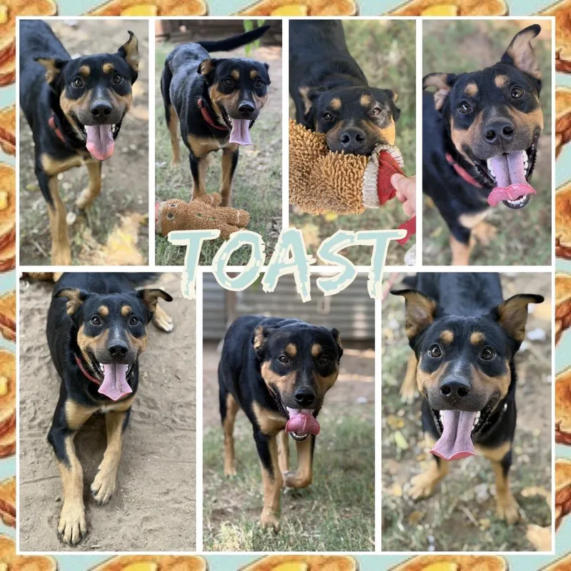 An adult medium-sized male Black Shepherd dog named Toast for adoption in Fort Smith, AR