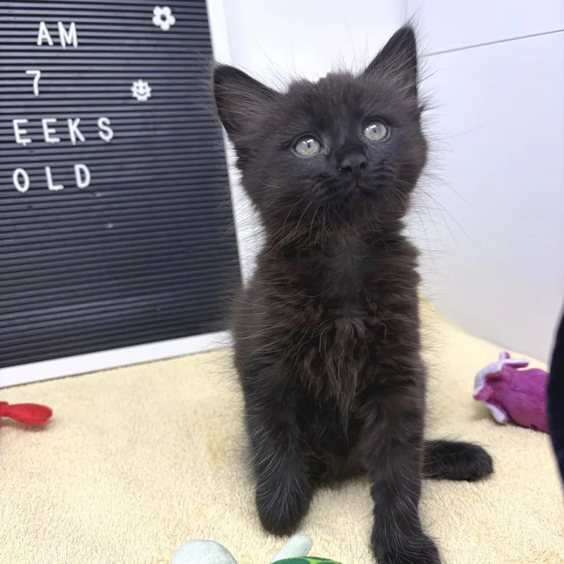 A baby small-sized female Black Domestic Short Hair cat named Ole for adoption in Durham, NC